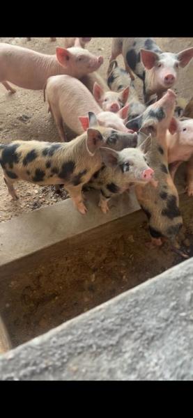 Vente des cochons Ngulu  kinshasa 
