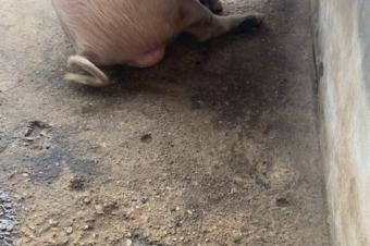 Vente des cochons Ngulu  kinshasa 
