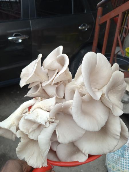 Champignons pleurottes