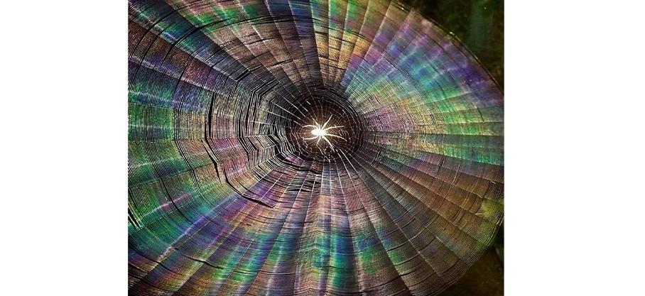Miracles magnifiques et parfois effrayants du monde naturel : Stephen Dunn a pris cette incroyable photographie avec son flash éclairant une araignée et révélant sa toile avec un effet arc-en-ciel