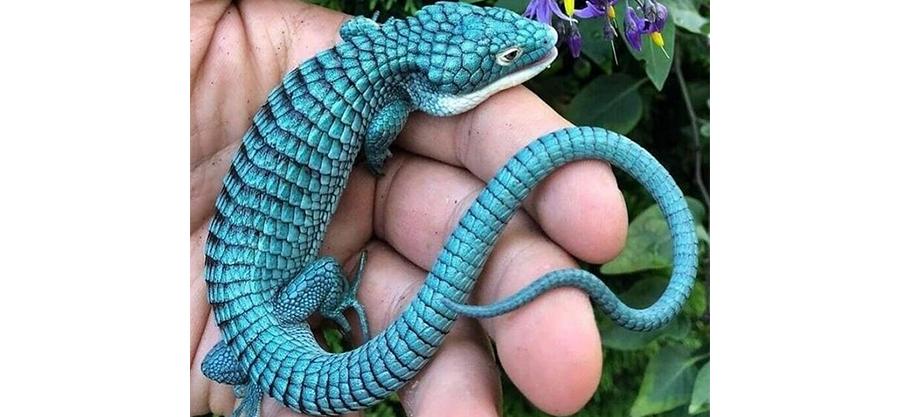 Miracles magnifiques et parfois effrayants du monde naturel : Le lézard-crocodile mexicain en voie de disparition