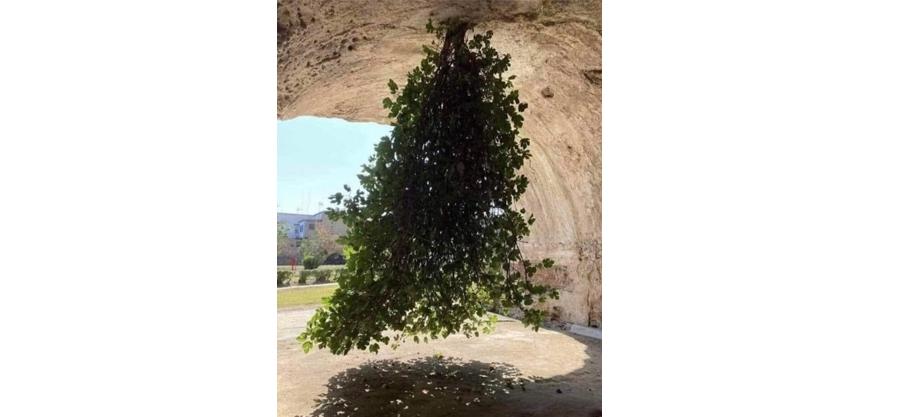 A Bacoli en Italie, un figuier sauvage pousse la tête en bas ; l’arbre pend littéralement d’une voûte des anciens thermes romains, au cœur du complexe archéologique de Baia