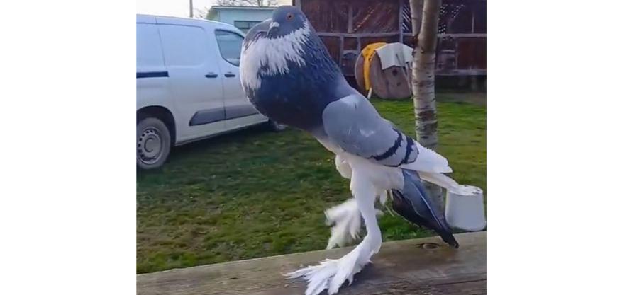 Les gens pensent que ce « pigeon mutant » aux pattes géantes vient d’une autre planète