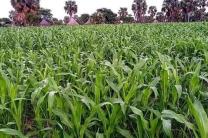 Ventes de terrains  immobilier_vente_location