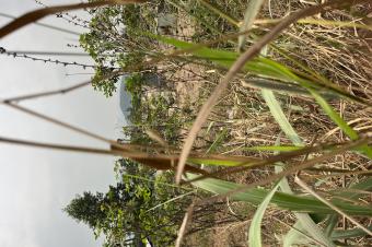 Terrain de 40m sur 35m  dans la commune de nsele a quelques minutes de la chausse  