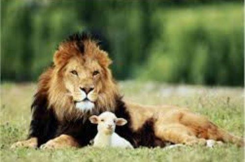 Le lion et lagneau
