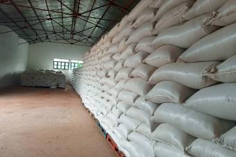 Vente les graines de Soja 