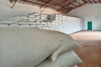 Vente les graines de Soja 