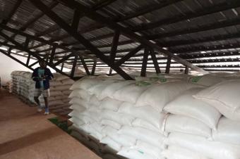 Vente les graines de Soja 