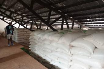 Vente les graines de Soja 