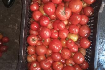 Ingnieur Agronome Consultant 
