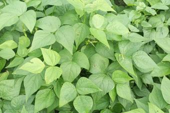 Ingnieur Agronome Consultant 
