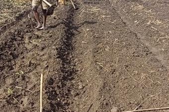 Ingnieur Agronome Consultant 