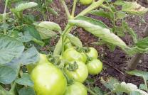 Ingénieur Agronome Consultant  mediacongo