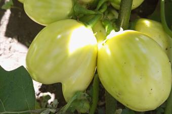 Ingnieur Agronome Consultant 