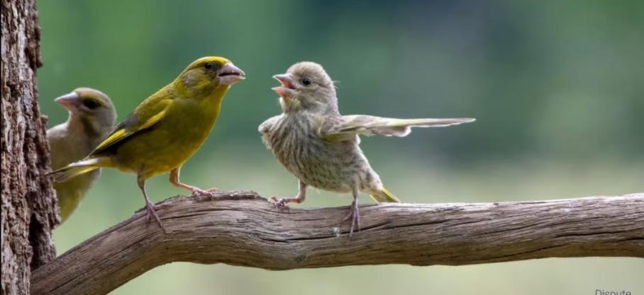 Ces verdiers, photographiés par Jacek Stankiewicz dans la forêt polonaise de Bialowieza, font partis des 20 photos finalistes des Comedy Wildlife Photography Awards