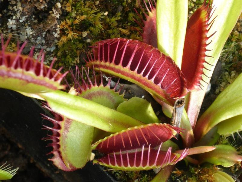 Les plantes carnivores 