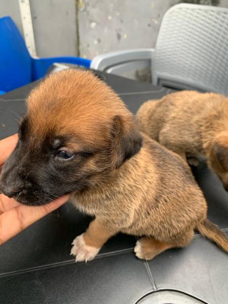 VENTE DE BERGER BELGE MALINOIS 