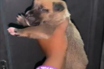 VENTE DE BERGER BELGE MALINOIS 
