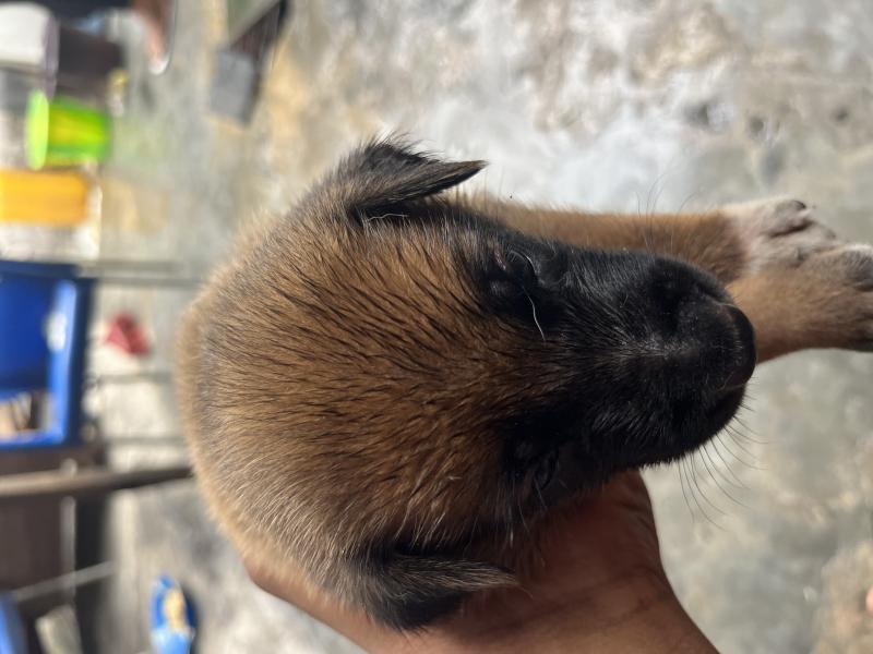 CHIOT BERGER BELGE MALINOIS  VENDRE 