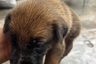 CHIOT BERGER BELGE MALINOIS  VENDRE 