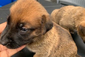 CHIOT BERGER BELGE MALINOIS  VENDRE 