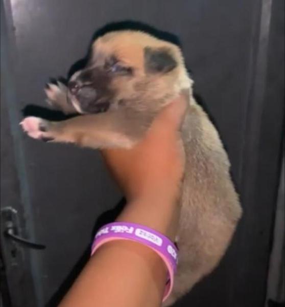 MALINOIS BELGE DE DEUX MOIS  VENDRE
