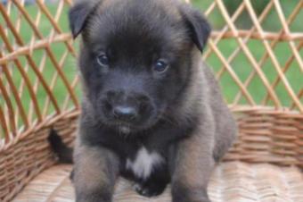 MALINOIS BELGE DE DEUX MOIS  VENDRE