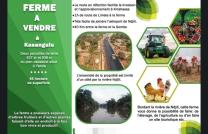 Ferme de 65 hectares de superficie à vendre à Kinshasa/ Kasangulu à YANDA 40 kilomètres avec Gombe au prix de 500.000$ à négocier mediacongo