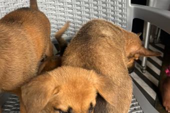 CHIEN DE RACE MALINOIS BELGES A VENDRE 