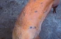 GS13-IMMO SARL; met à votre disposition, la vente de cette ferme, Q/Buma, C/N’sele. Réf: Entrée Nzoko. Dimension: 200/200M. Prix: 39.000$ à discuter. Nous sommes à vous !!! mediacongo