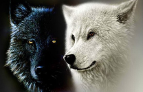 quelqu’un a imaginé que deux loups vivent en nous en permanence, l’un représente la méchanceté, l’avarice, l’amertume, la peur et la colère, tandis que l’autre représente l’amour,  mediacongo