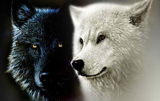 quelquun a imagin que deux loups vivent en nous en permanence lun reprsente la mchancet lavarice lamertume la peur et la colre tandis que lautre reprsente lamour 