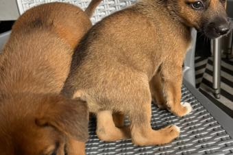 CHIEN DE RACE MALINOIS BELGE A VENDRE 