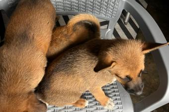 CHIEN DE RACE MALINOIS BELGE A VENDRE 