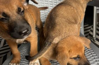 CHIEN DE RACE MALINOIS BELGE A VENDRE 