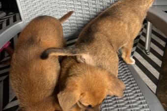 CHIEN DE RACE MALINOIS BELGE A VENDRE 