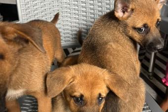 CHIEN DE RACE MALINOIS BELGE A VENDRE 