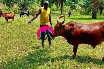 Vente dune grande concession des 230 hectares au bord du Fleuve Congo ayant double accs routier et fluvial avec 10 maisons etc. Situe  Maluku rf Entre Menkao
