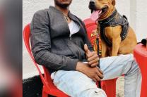 Perdu_Chien pitbull terrier tex mex  perdu_de_vue_avis_de_recherche