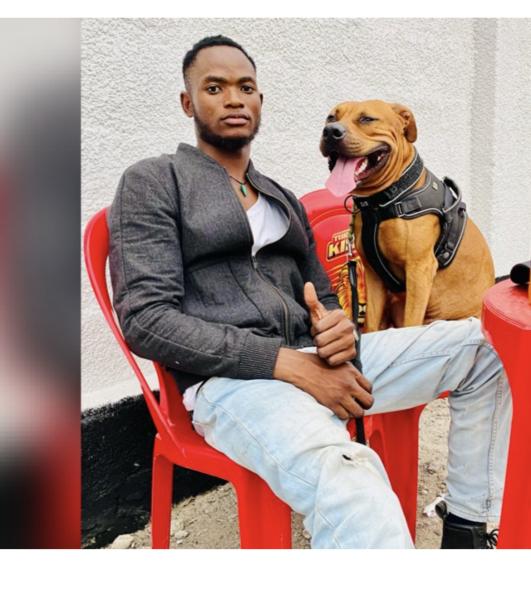 PerduChien pitbull terrier tex mex 