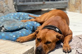 PerduChien pitbull terrier tex mex 