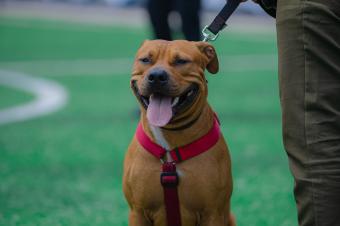 PerduChien pitbull terrier tex mex 