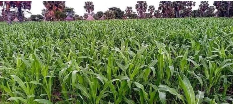 Terrain agricole  vendre 