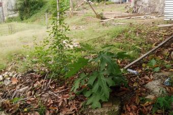 TERRAIN  UPN TRS BON EMPLACEMENT MISE EN VENTE 