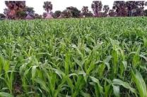 Terrain agricole immobilier_vente_location