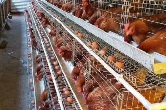 Vente des couveuses et tout autre article de llevage 