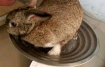 Vente de lapin  mediacongo