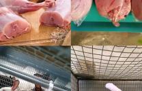 Lapin en vente  mediacongo