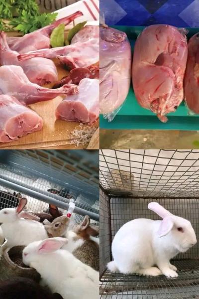 Lapin en vente 